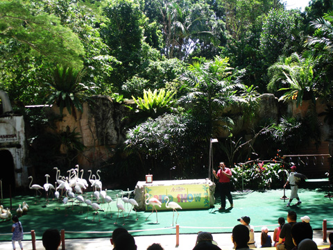 amazing Birds Show at Animal Safari amazing Birds Show at Animal Safari
