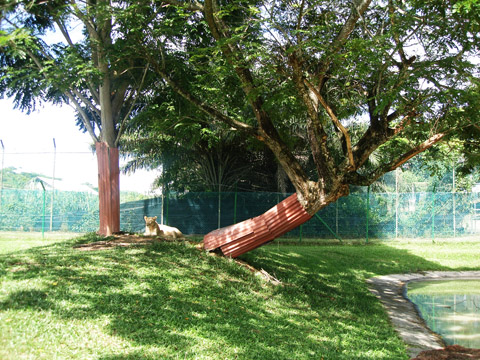 the female lion is so relax, calm and watching us in the "cage". in the animal safari, is where by all the animals are free and walking around surrounding us. how about us? well.. we are in the cage.. the female lion is so relax, calm and watching us in the "cage"